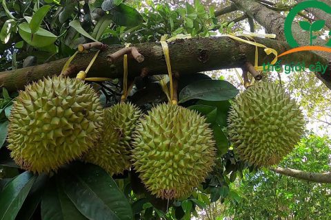 Trồng cây sầu riêng Ri6 được nhiều bà con chú trọng trong những năm qua