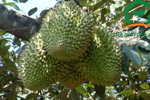 Trồng và chăm sóc sầu riêng Ri6 cần đúng kỹ thuật