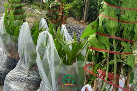 đóng gói cây giống