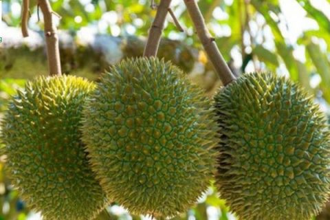 cây sầu riêng trồng được ở miền Bắc