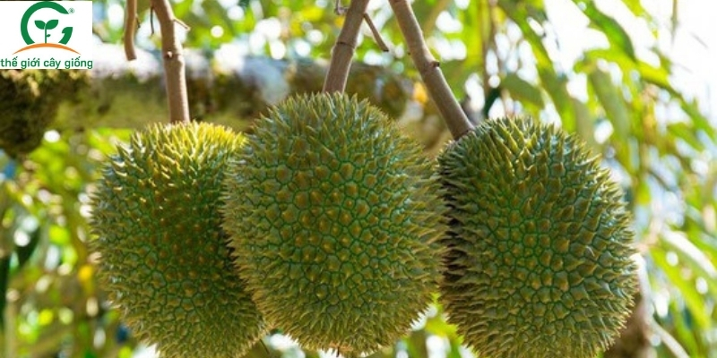 cây sầu riêng trồng được ở miền Bắc