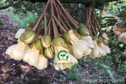 cây sầu riêng trồng được ở miền Bắc