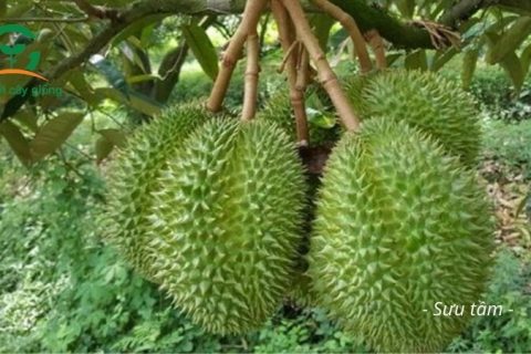 cây giống sầu riêng