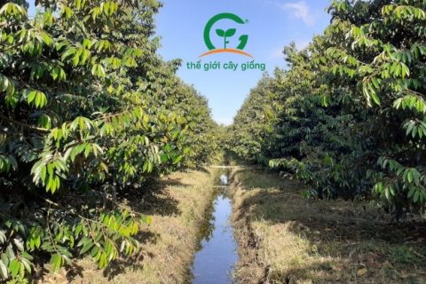 sầu riêng thái monthong