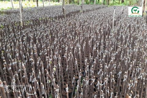 vườn ươm cây giống mít thái giá sỉ