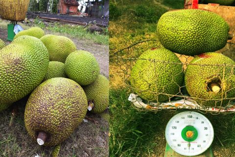 Giá mít Thái hôm nay 29/12: Nông dân tìm ra cách trồng mít Thái không bị lỗ vốn thời điểm này