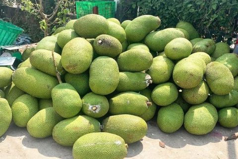 Giá mít Thái hôm nay 31/12: Giá mít "án binh bất động", vì sao thời điểm này nhiều cây mít Thái xì mủ