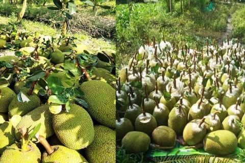 Giá mít thái hôm nay 26/12