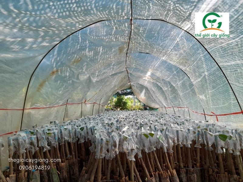 cây giống cái mơn