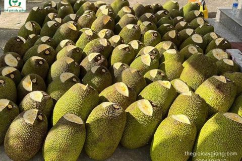 giá mít thái hôm nay 16/12