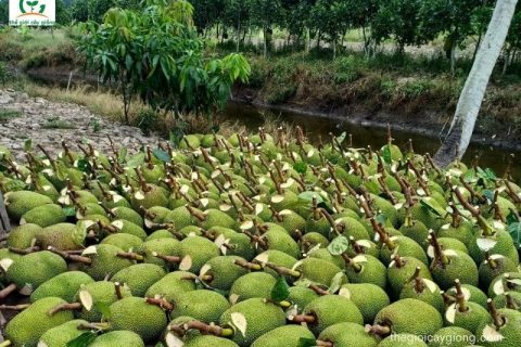 giá mít thái hôm nay 16/12