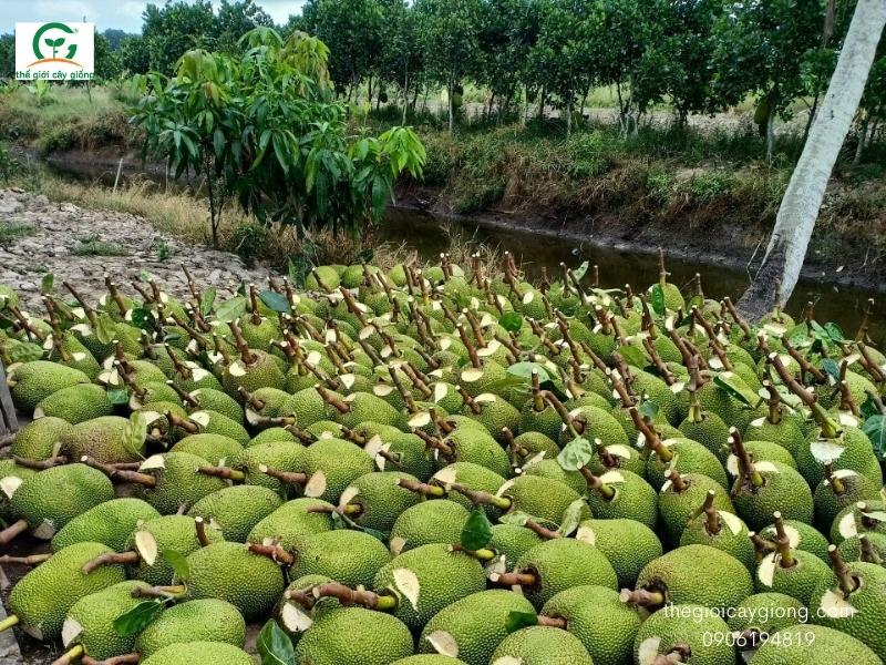 giá mít thái hôm nay 16/12