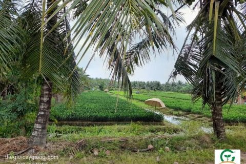 Lịch sử hình thành làng cây giống cái mơn