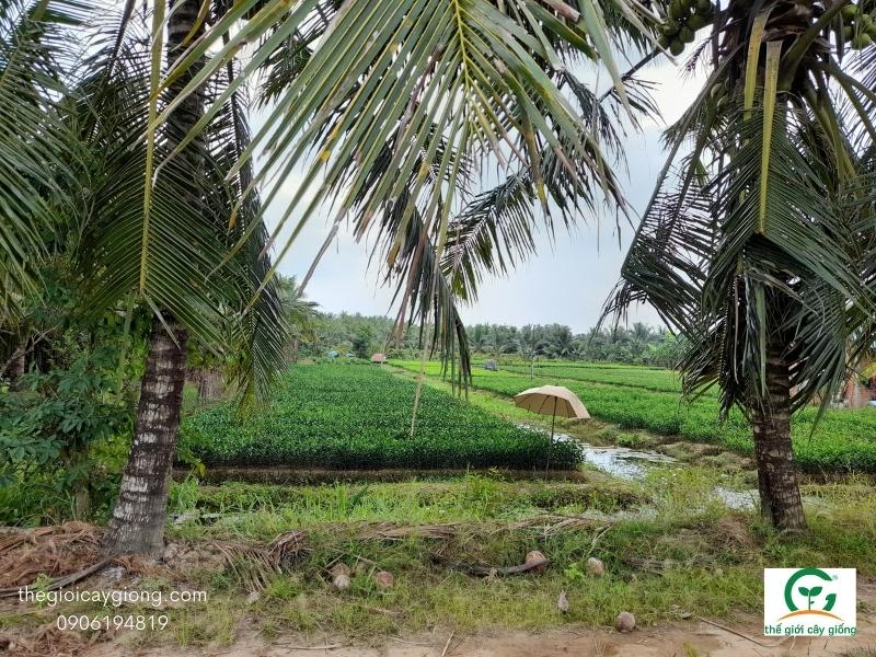 Lịch sử hình thành làng cây giống cái mơn