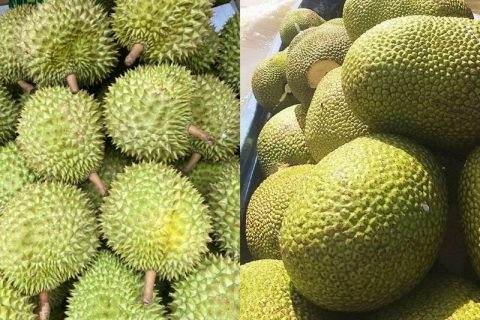 Giá mít Thái hôm nay 10/1: Thêm nhiều vựa mua mít xuất khẩu trở lại, có nên trồng mít Thái xen sầu riêng?