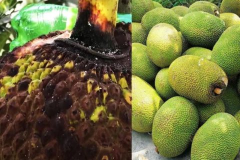 Giá mít Thái hôm nay 12/1: Giá mít ì ạch, cách khắc phục tình trạng thối cuống mít mùa nắng