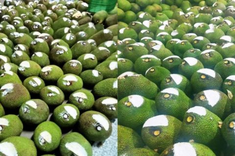 Giá mít Thái hôm nay 13/1: Mít Nhất bất ngờ tăng thêm 1.000 đồng/kg, vì sao đây là lúc lấy lại sức cho cây mít?