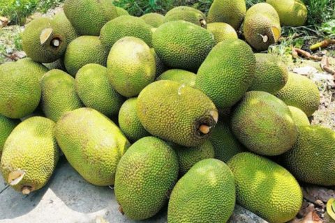 Giá mít Thái hôm nay 5/1: Giá mít rẻ như cho, nông dân bày cách bón phân hiệu quả cho cây mít lúc khó khăn