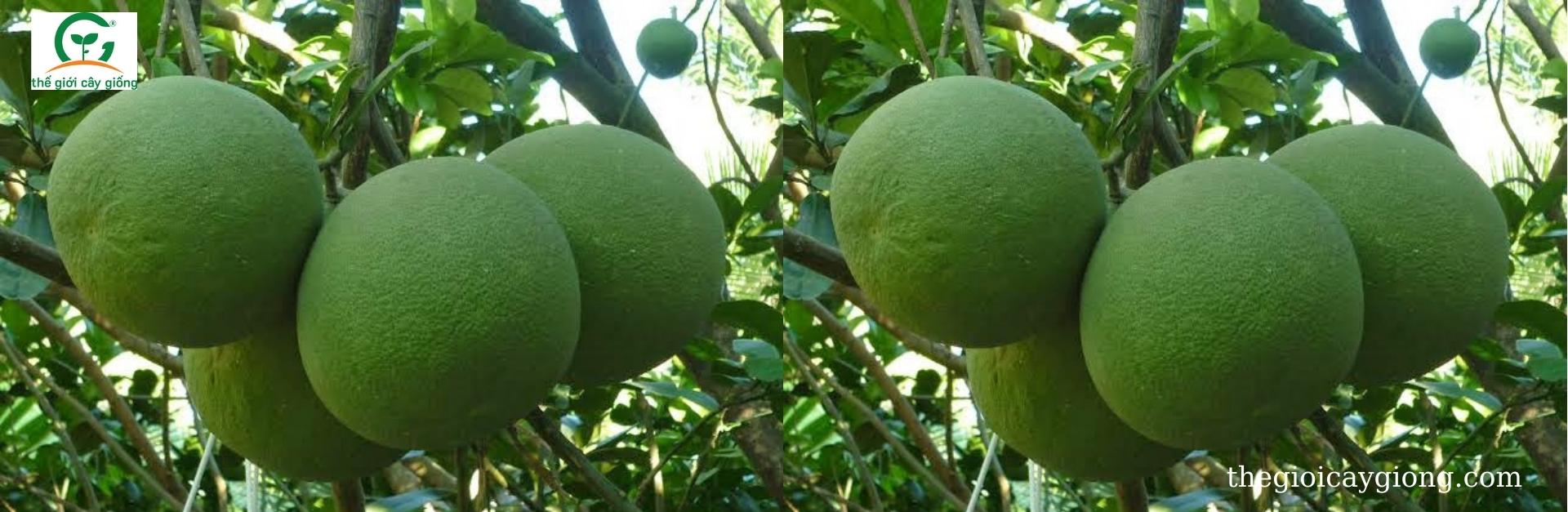 Thế giới cây giống Bưởi da xanh ruột hồng