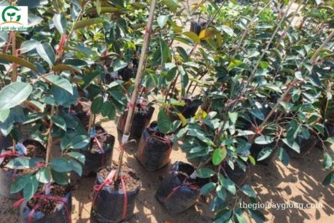 Cây giống vú sữa