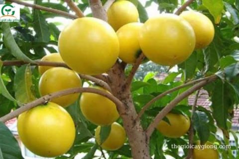 giá trị dunh dưỡng của vú sữa