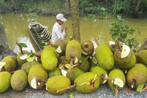 Giá mít Thái hôm nay 11/1: Vựa mua cầm chừng, giá mít chưa thể tăng, cách phun thuốc vườn mít Thái ít tốn tiền nhất