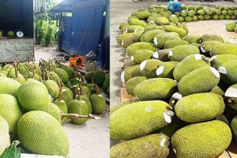 Giá mít Thái hôm nay 18/1: Mít Kem, mít chợ được mua nhiều, mua bán mít ở ĐBSCL đang sôi động trở lại