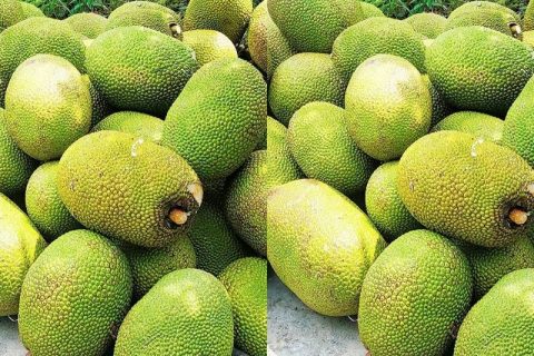 Giá mít Thái hôm nay 19/1: Chuyển mít qua cửa khẩu vẫn khó khăn, vì sao mùa nắng mít Thái đỏ lá?