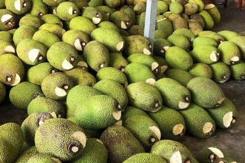 Giá mít Thái hôm nay 21/1: Mít Nhất giảm 1.000 đồng/kg, mít Thái Tiền Giang chở lên TP HCM bán giá bao nhiêu?