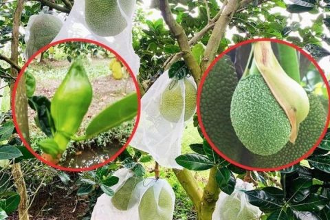 Giá mít Thái hôm nay 22/1: Vựa ưu tiên mua loại mít nào, cách làm bông mít Thái ra đồng loạt không dùng thuốc?