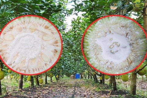 Giá mít Thái hôm nay 24/1: Mít Nhất 9.000 đồng/kg, cách nhận biết, cắt bỏ chính xác trái mít Thái bị xơ đen còn nhỏ