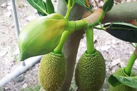 Giá mít Thái hôm nay 27/1 bất ngờ tăng thêm 2.000 đồng/kg, vì sao nên cho cây mít Thái ra bông đồng loạt?