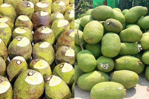 Giá mít Thái hôm nay 3/1: Mít xô 3.000 đồng/kg, nên cho mít Thái ra trái đồng loạt hay cho trái chuyền?