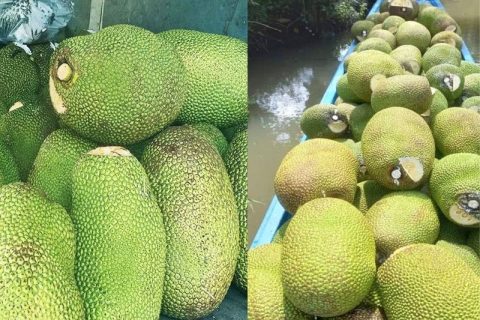 Giá mít Thái hôm nay 4/1: Mít kem bán 1.000 đồng/kg, đây là cách trồng dặm thay cây mít xì mủ đã chết