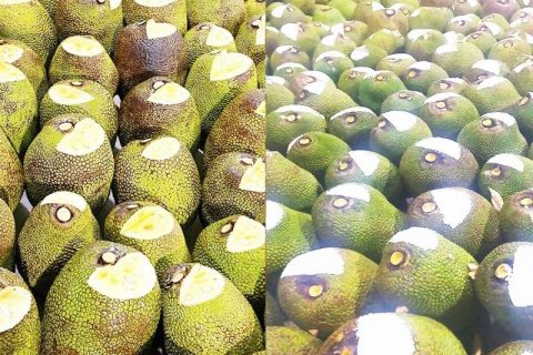 Giá mít Thái hôm nay 8/1: Các vựa tăng mua mít Nhất xuất khẩu, phân loại mít Kem, mít chợ lại loạn xì ngầu