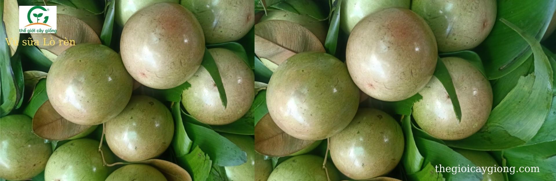 Thế giới cây giống vú sữa lò rèn