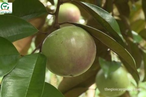 giá trị dunh dưỡng của vú sữa