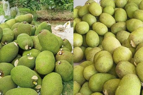 Giá mít Thái hôm nay 9/2: Mít bất ngờ tăng thêm 4.000 đồng/kg, cành mít nào nên để?