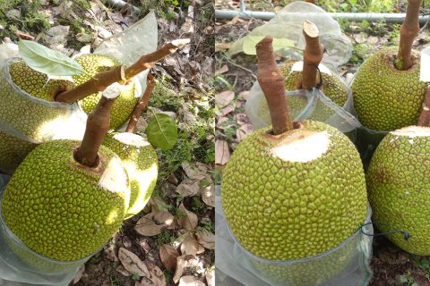 Giá mít Thái hôm nay 10/2: Giá mít tăng, giảm khó đoán, mít ở Tiền Giang vẫn mua giá cao nhất