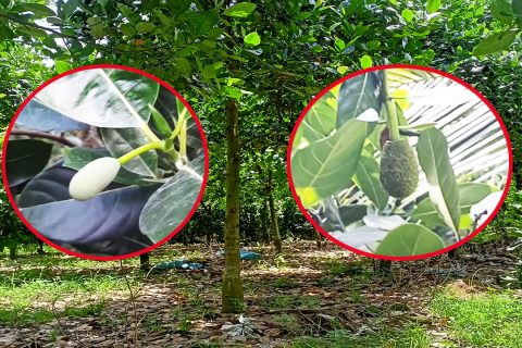 Giá mít Thái hôm nay 11/2: Tại sao nhiều nhà vườn đang phải cắt bỏ bông mít trên đọt