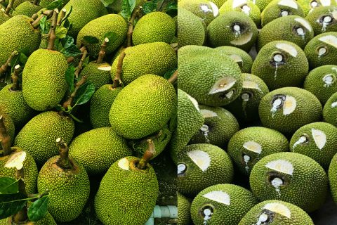 Giá mít Thái hôm nay 12/2: Mít giữ giá 3 ngày liên tiếp, mít nuôi trái thì bao lâu bón phân hóa học 1 lần?