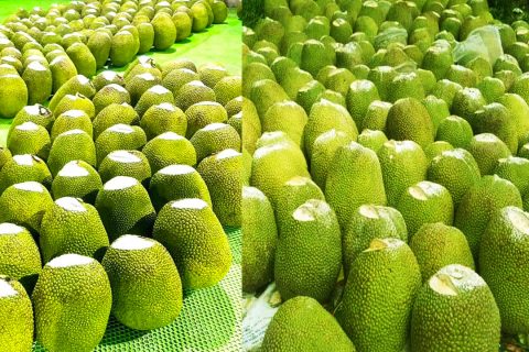 Giá mít Thái hôm nay 14/2: Mít lại giảm, mít Nhất và mít Kem lớn khác nhau điểm nào?