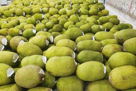 Giá mít Thái hôm nay 16/2: Giá mít "bốc hơi" hơn 10.000 đồng/kg trong 10 ngày, vì sao vựa mua mít Kem như mít Nhất?