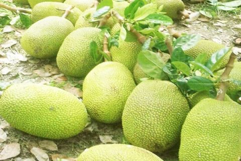 Giá mít Thái hôm nay 17/2: Thương lái, chủ vựa tranh thủ mua mít chợ để làm gì, giá mít tăng bao nhiêu?