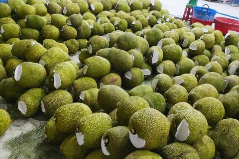 Giá mít Thái hôm nay 18/2: Giá mít tiếp tục tăng