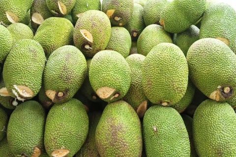 Giá mít Thái hôm nay 21/2: Tại sao làm bông mít mùa nghịch phải xem màu lá mít, giá mít rớt thêm 1.000 đồng/kg?