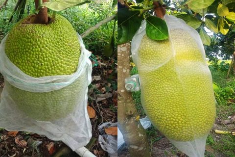 Giá mít Thái hôm nay 22/2: Giá mít Kem lớn tăng, mít Kem nhỏ giảm, nên bao lưới phòng ruồi vàng cho mít Thái?