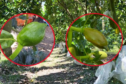 Giá mít Thái hôm nay 23/2: Giá mít tăng tiếp tục, vì sao người dân khuyên nên cắt bỏ bông mít Thái lúc này?