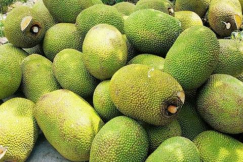 Giá mít Thái hôm nay 26/2: Bất ngờ giảm 3.000 đồng/kg, nhiều vựa chỉ mua mít chợ