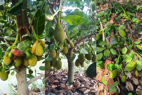 Giá mít Thái hôm nay 28/2: Mít Thái ra bông mùa thuận rất nhiều, phải tốn công cắt bỏ, vì sao vậy?